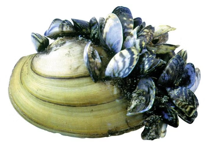 Aquatic Invasive Species for Paddlers — James River Basin Partnership